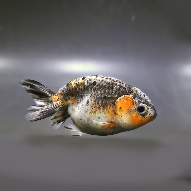 【金魚王子】五色江戸錦 11cm前後 (個体番号：zaq125) 金魚 きんぎょ 生体 らんちゅう 厳選個体