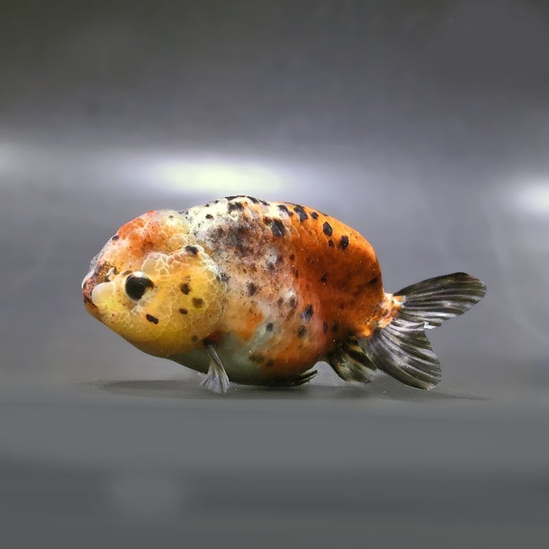 金魚,らんちゅう系 | 金魚の通販は「金魚王子 オンラインストア」金魚