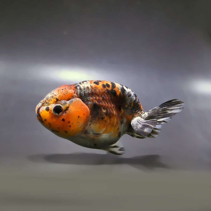 【金魚王子】五色江戸錦 11cm前後 (個体番号：zaq121) 金魚 きんぎょ 生体 らんちゅう 厳選個体