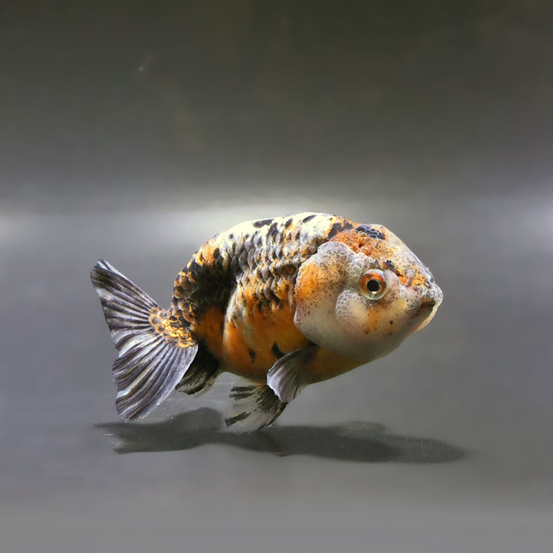 すべての商品 | 金魚の通販は「金魚王子 オンラインストア」金魚専門店