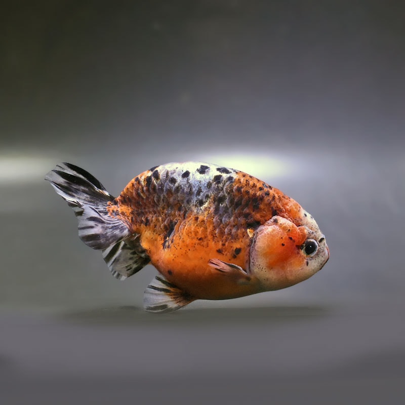 金魚,らんちゅう系 | 金魚の通販は「金魚王子 オンラインストア」金魚