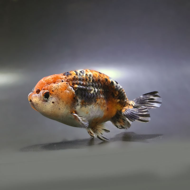 金魚,らんちゅう系,江戸錦 | 金魚の通販は「金魚王子 オンラインストア 金魚,らんちゅう系,江戸錦 | 金魚の通販は「金魚王子 オンラインストア