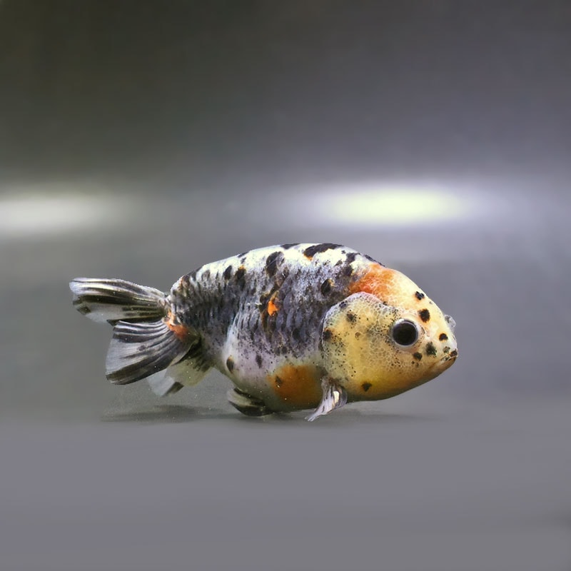 金魚,らんちゅう系 | 金魚の通販は「金魚王子 オンラインストア」金魚