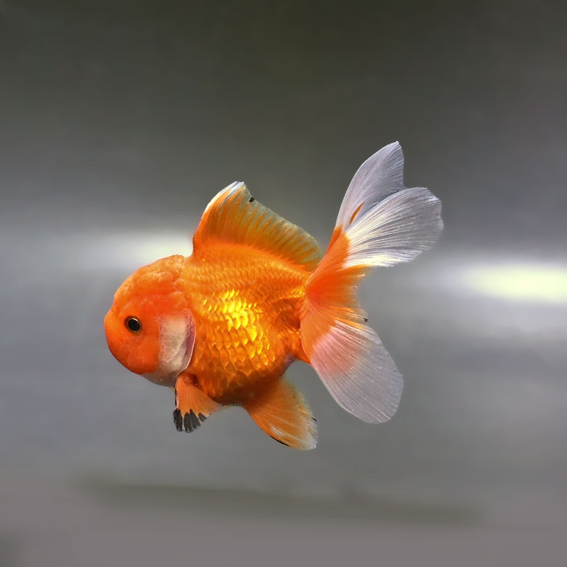 金魚 | 金魚の通販は「金魚王子 オンラインストア」金魚専門店 販売