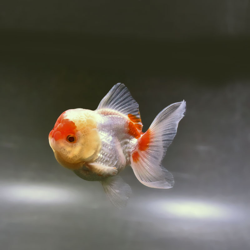 金魚の通販は「金魚王子 オンラインストア」金魚専門店 販売 | 商品一覧