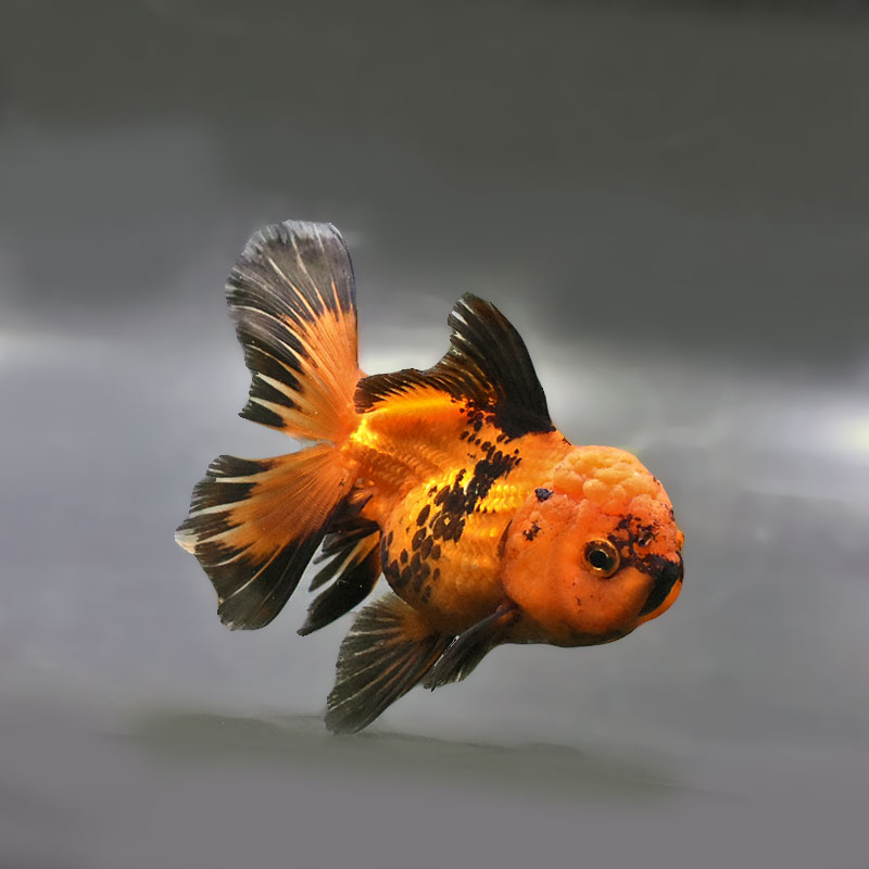 金魚,オランダ系 | 金魚の通販は「金魚王子 オンラインストア」金魚