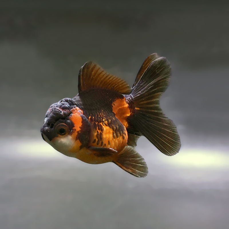 金魚,オランダ系 | 金魚の通販は「金魚王子 オンラインストア」金魚 金魚,オランダ系 | 金魚の通販は「金魚王子 オンラインストア」金魚