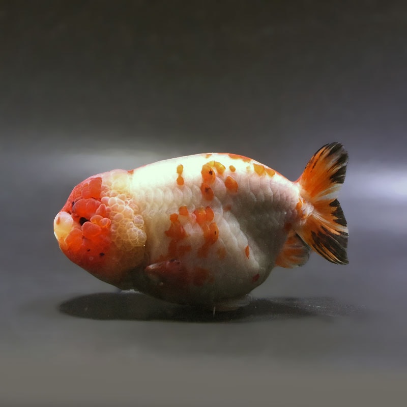 金魚,らんちゅう系 | 金魚の通販は「金魚王子 オンラインストア」金魚