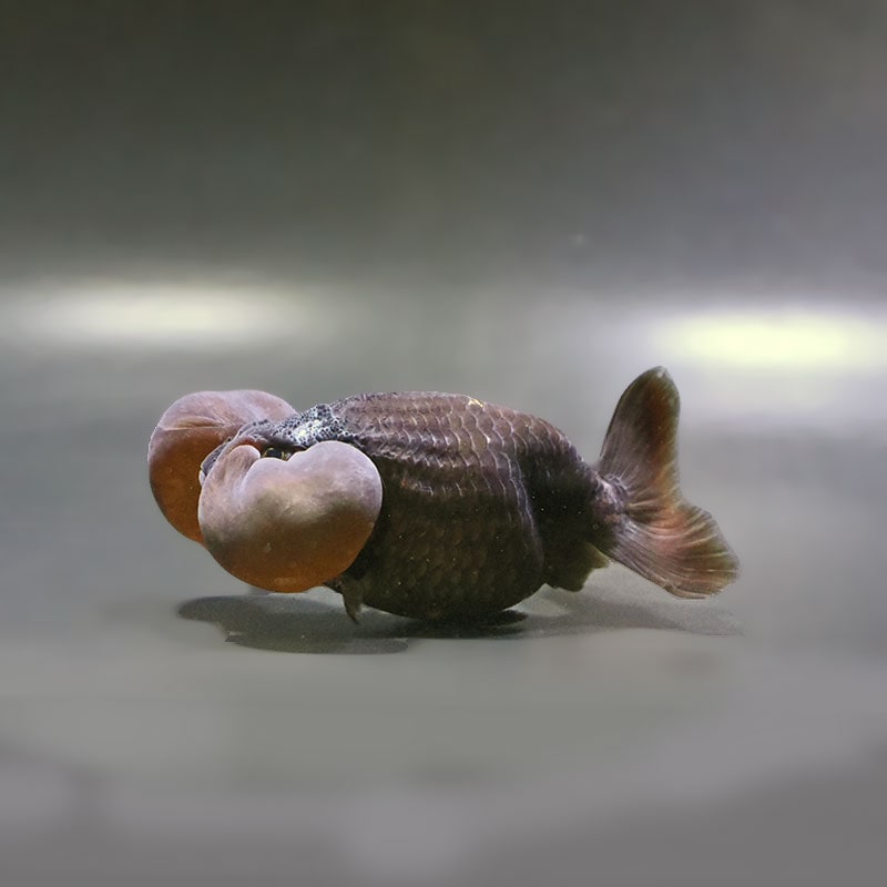【金魚王子】黒水泡眼 11cm前後 (個体番号：zaq161) 金魚 きんぎょ 生体 琉金 厳選個体