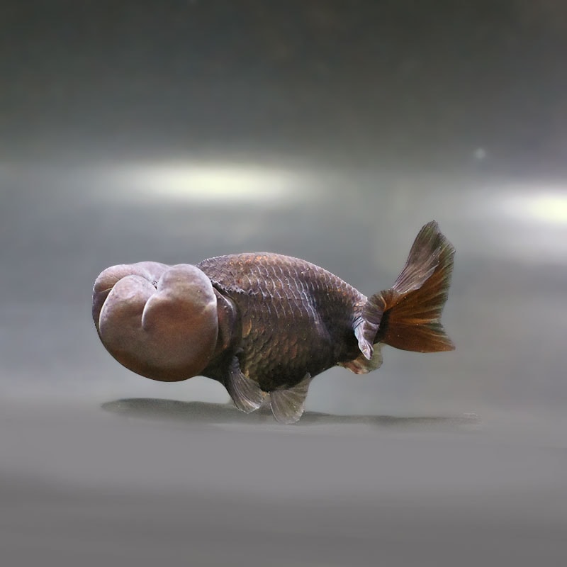 【金魚王子】黒水泡眼 10cm前後 (個体番号：zaq162) 金魚 きんぎょ 生体 琉金 厳選個体