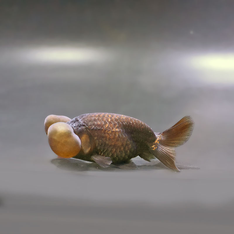 すべての商品 | 金魚の通販は「金魚王子 オンラインストア」金魚専門店