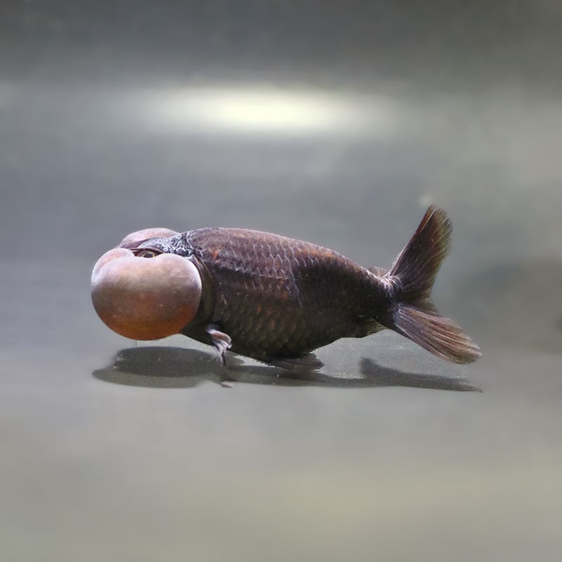 金魚王子】黒水泡眼 9.5cm前後 (個体番号：zaq164) 金魚 きんぎょ 生体