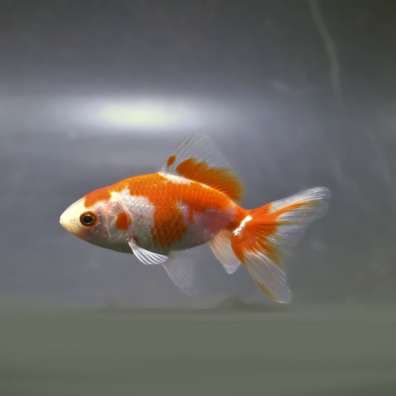 金魚,その他・変わり金魚 | 金魚の通販は「金魚王子 オンラインストア