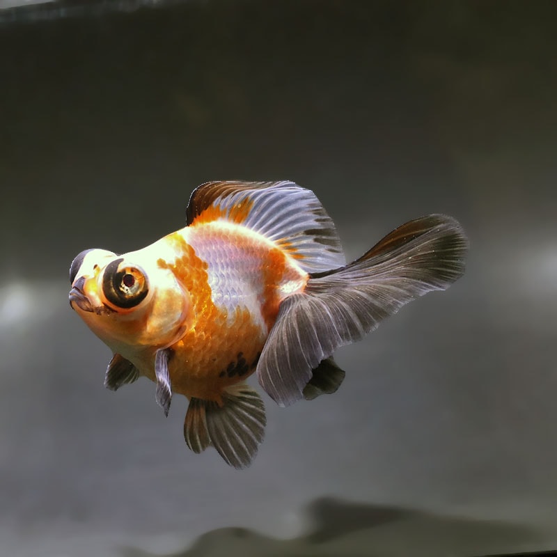 【金魚王子】三色蝶尾 11.5cm前後 (個体番号:zaq171) 金魚 きんぎょ 生体 蝶尾 厳選個体