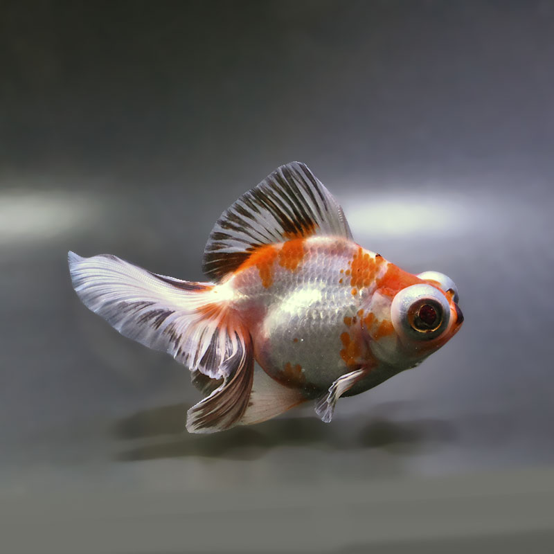 金魚王子】三色蝶尾 12cm前後 (個体番号：zaq172) 金魚 きんぎょ 生体