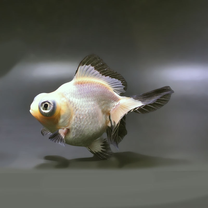 【金魚王子】白黒蝶尾 12cm前後 (個体番号:zaq173) 金魚 きんぎょ 生体 蝶尾 厳選個体