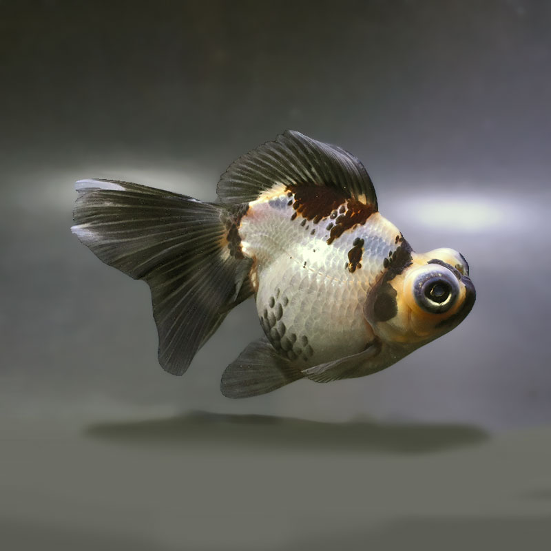金魚王子】三色蝶尾 12.5cm前後 (個体番号：zaq174) 金魚 きんぎょ
