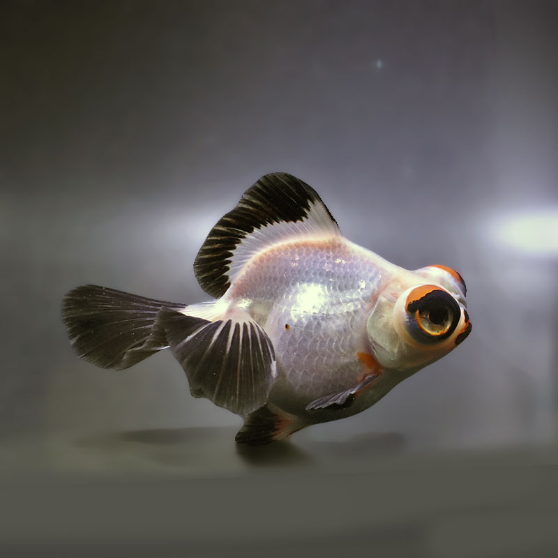 金魚王子】三色蝶尾 12.5cm前後 (個体番号：zaq175) 金魚 きんぎょ