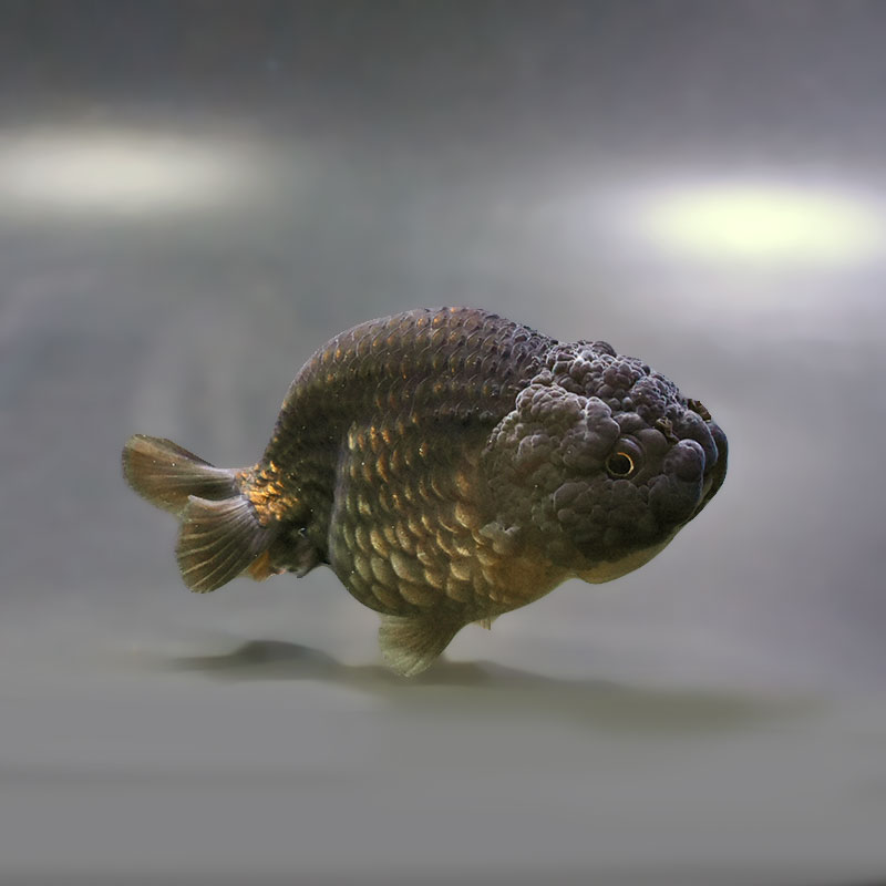 金魚,らんちゅう系 | 金魚の通販は「金魚王子 オンラインストア」金魚