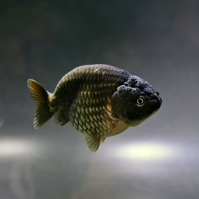 金魚,らんちゅう系 | 金魚の通販は「金魚王子 オンラインストア」金魚