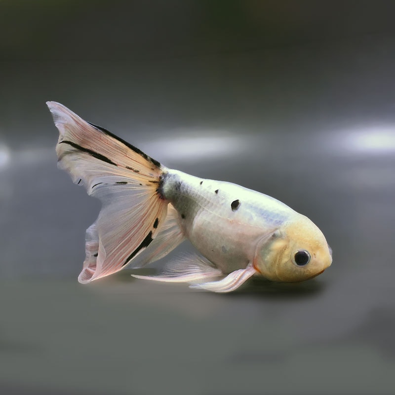 【金魚王子】京錦 18cm前後 (個体番号：zaq191) 金魚 きんぎょ 生体 京錦 厳選個体