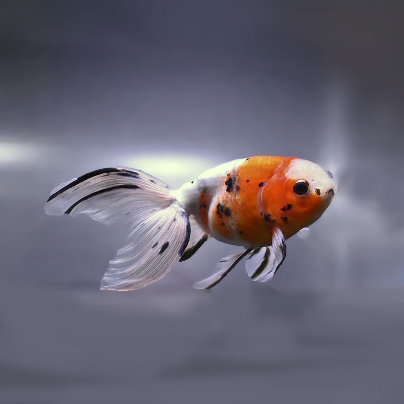 【金魚王子】京錦 16cm前後 (個体番号：zaq192) 金魚 きんぎょ 生体 京錦 厳選個体