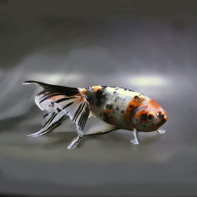 【金魚王子】京錦 17cm前後 (個体番号：zaq193) 金魚 きんぎょ 生体 京錦 厳選個体