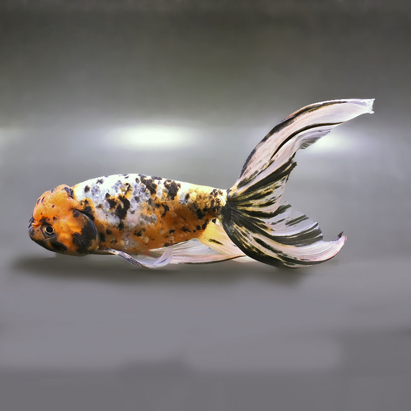 【金魚王子】京錦 19cm前後 (個体番号：zaq194) 金魚 きんぎょ 生体 京錦 厳選個体