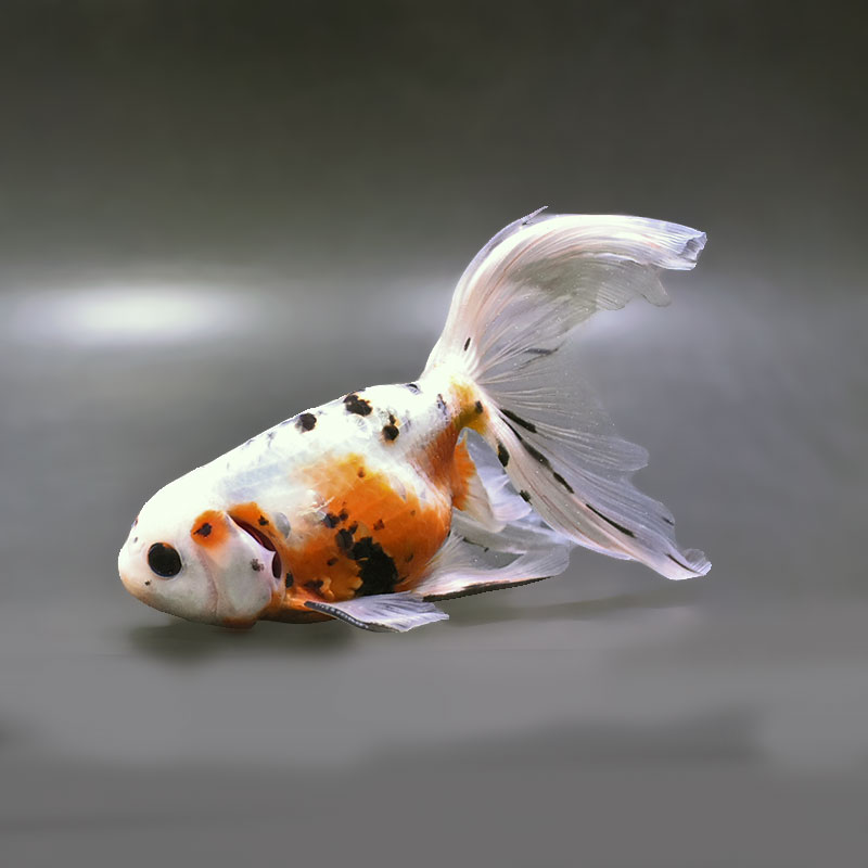 金魚,その他・変わり金魚 | 金魚の通販は「金魚王子 オンラインストア