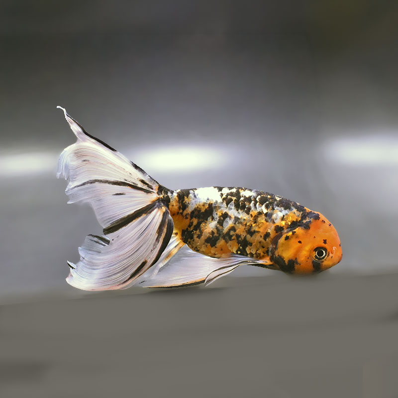 【金魚王子】京錦 19cm前後 (個体番号：zaq196) 金魚 きんぎょ 生体 京錦 厳選個体
