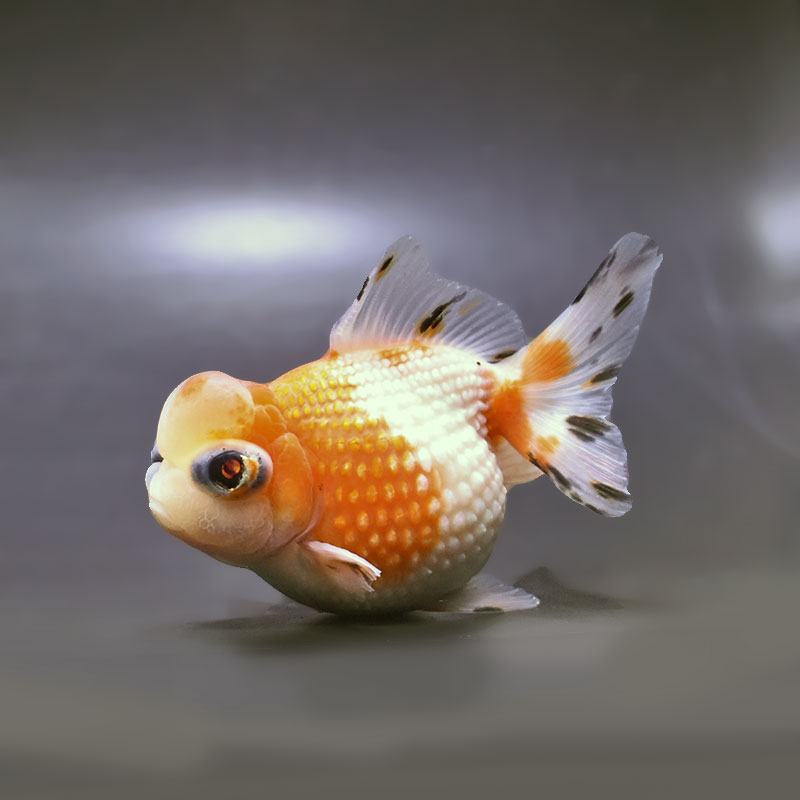 【金魚王子】更紗出目高頭浜錦 10.5cm前後 (個体番号：zaq201) 金魚 きんぎょ 生体 パールスケール 厳選個体