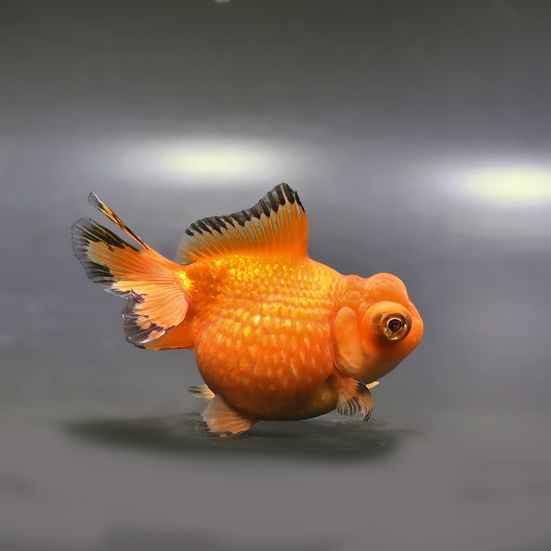【金魚王子】レッド出目高頭浜錦 10cm前後 (個体番号：zaq202) 金魚 きんぎょ 生体 パールスケール 厳選個体