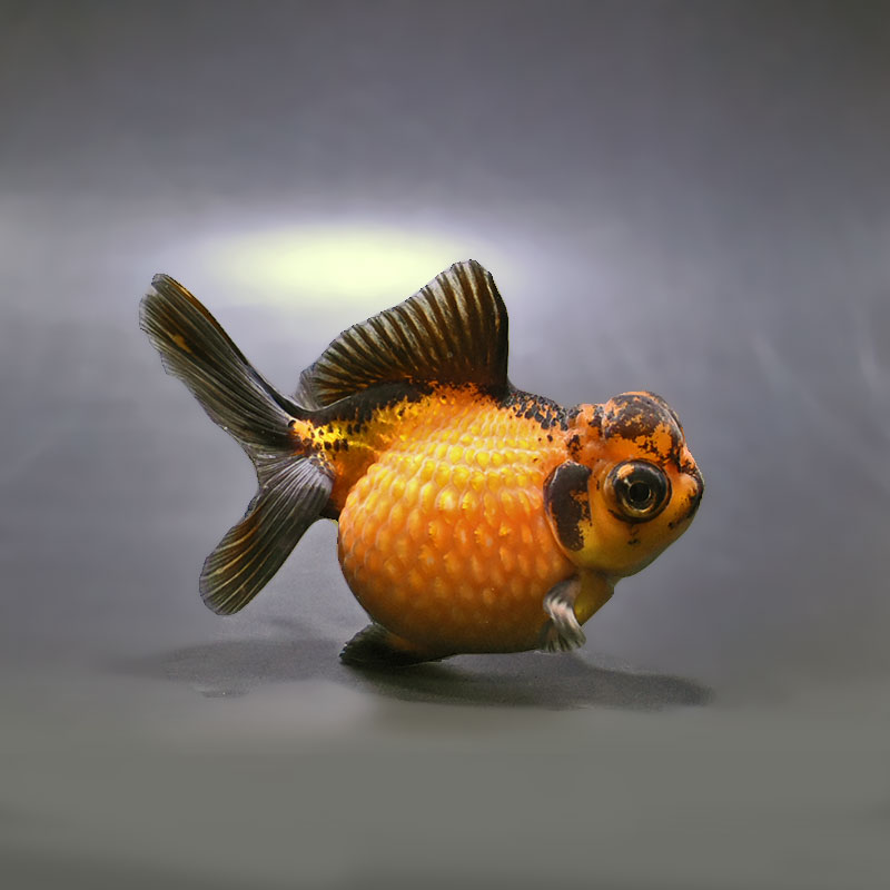 【金魚王子】虎出目高頭浜錦 10cm前後 (個体番号：zaq203) 金魚 きんぎょ 生体 パールスケール 厳選個体