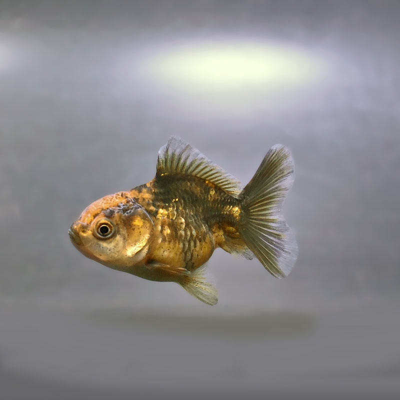 金魚の通販は「金魚王子 オンラインストア」金魚専門店 販売 | 商品一覧