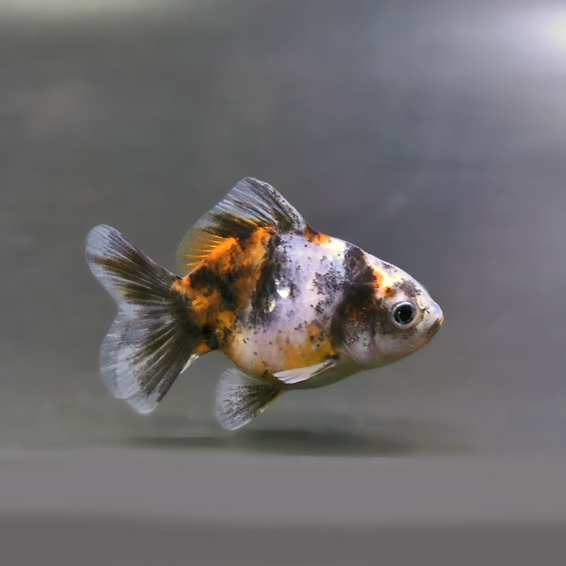 【金魚王子】バルーンオランダ  6.5±1cm前後 (個体番号：zaq221) 金魚 きんぎょ 生体 オランダ獅子頭 厳選個体