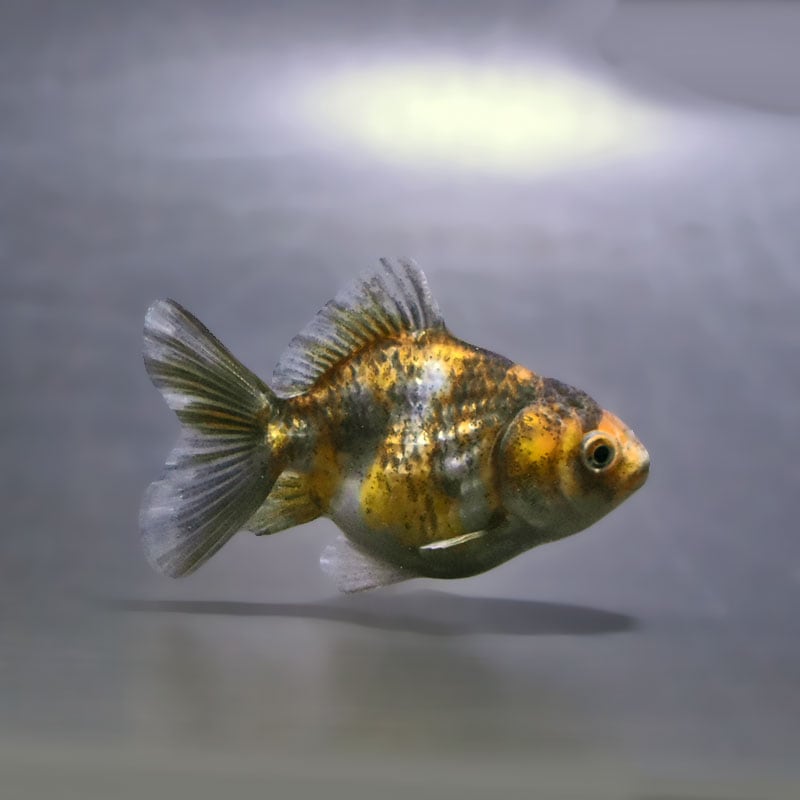 【金魚王子】バルーンオランダ  6.5±1cm前後 (個体番号：zaq222) 金魚 きんぎょ 生体 オランダ獅子頭 厳選個体