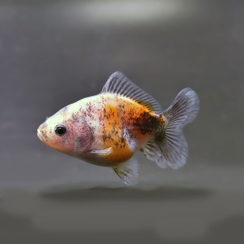 【金魚王子】バルーンオランダ  6.5±1cm前後 (個体番号：zaq223) 金魚 きんぎょ 生体 オランダ獅子頭 厳選個体