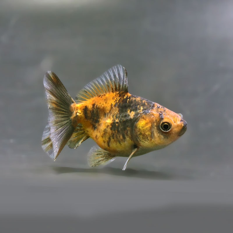 【金魚王子】バルーンオランダ  6.5±1cm前後 (個体番号：zaq225) 金魚 きんぎょ 生体 オランダ獅子頭 厳選個体
