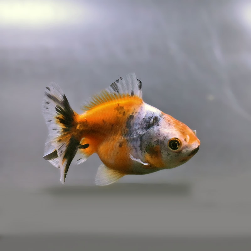 金魚王子】バルーンオランダ 6.5±1cm前後 (個体番号：zaq226) 金魚