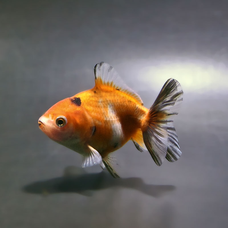 【金魚王子】バルーンオランダ  6.5±1cm前後 (個体番号：zaq227) 金魚 きんぎょ 生体 オランダ獅子頭 厳選個体