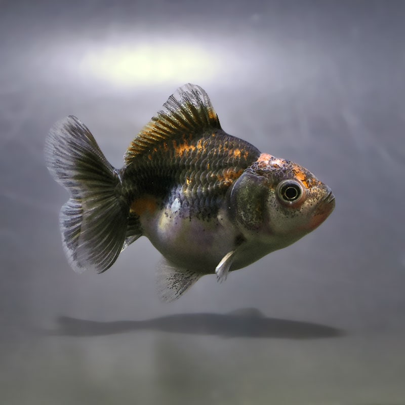 【金魚王子】バルーンオランダ  6.5±1cm前後 (個体番号：zaq228) 金魚 きんぎょ 生体 オランダ獅子頭 厳選個体