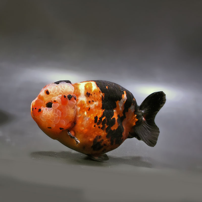 金魚,らんちゅう系 | 金魚の通販は「金魚王子 オンラインストア」金魚