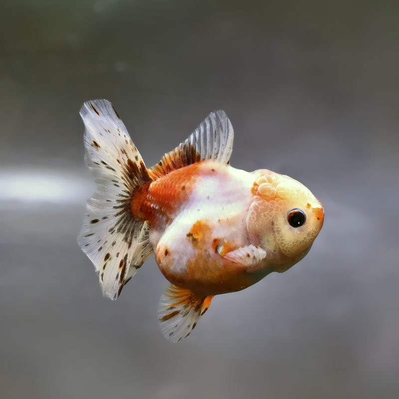 【金魚王子】ハーフムーンオランダ  11±1cm前後 (個体番号：zaq241) 金魚 きんぎょ 生体 オランダ獅子頭 厳選個体