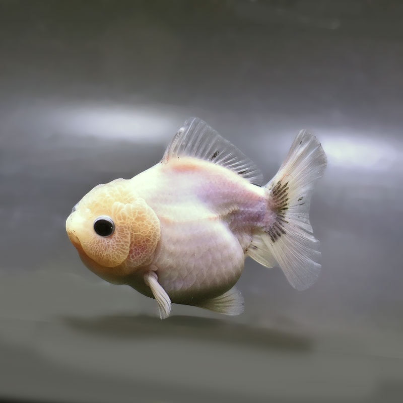 【金魚王子】ハーフムーンオランダ  11±1cm前後 (個体番号：zaq243) 金魚 きんぎょ 生体 オランダ獅子頭 厳選個体