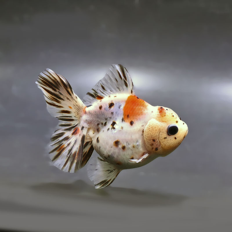 【金魚王子】ハーフムーンオランダ  11±1cm前後 (個体番号：zaq245) 金魚 きんぎょ 生体 オランダ獅子頭 厳選個体