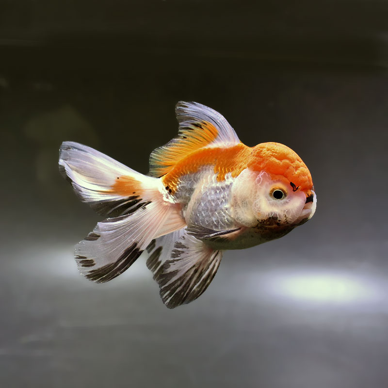 【金魚王子】変わり柄バルーンオランダ  10±1cm前後 (個体番号：zaq251) 金魚 きんぎょ 生体 オランダ獅子頭 厳選個体