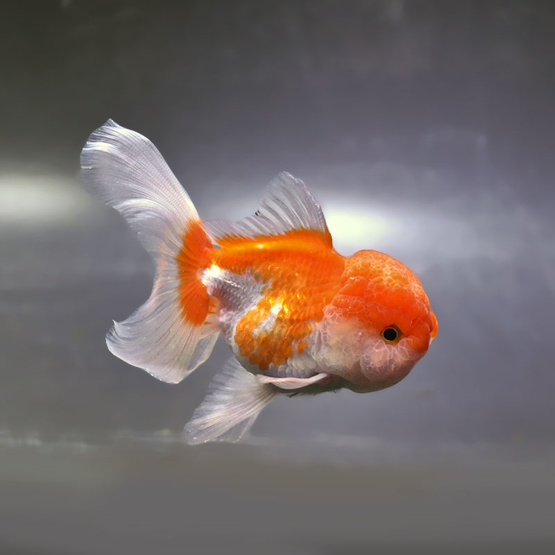 【金魚王子】更紗バルーンオランダ  10±1cm前後 (個体番号：zaq252) 金魚 きんぎょ 生体 オランダ獅子頭 厳選個体