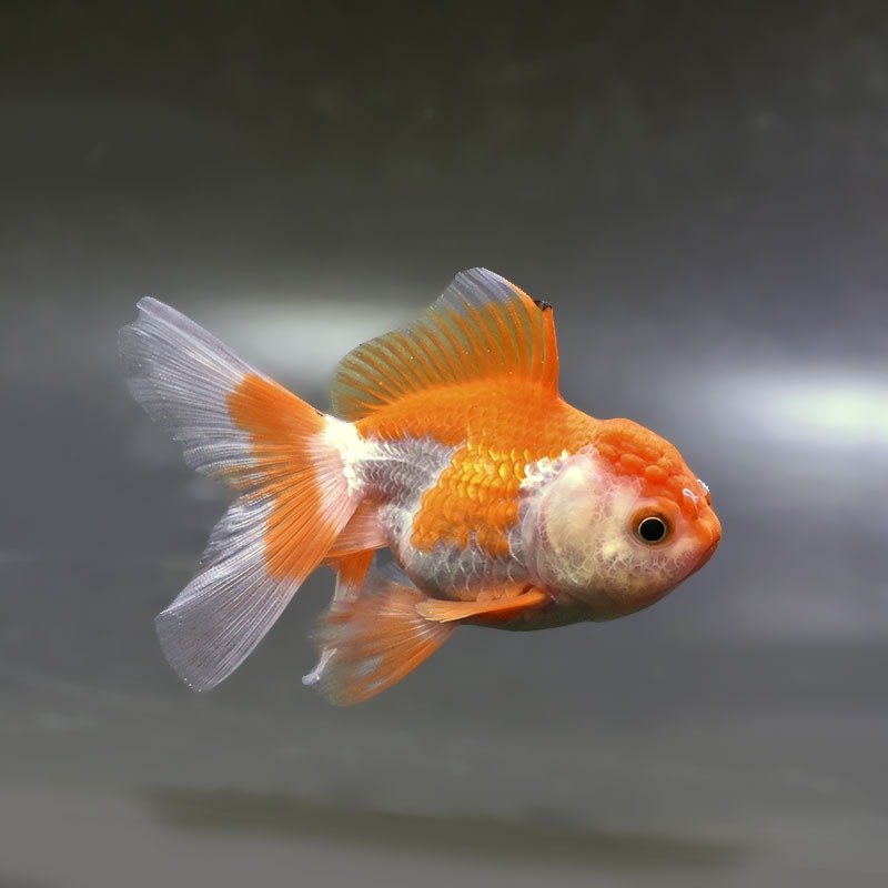 【金魚王子】更紗バルーンオランダ  10±1cm前後 (個体番号：zaq253) 金魚 きんぎょ 生体 オランダ獅子頭 厳選個体