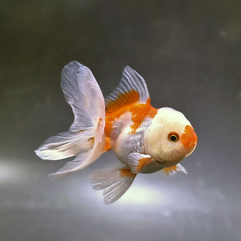 【金魚王子】更紗バルーンオランダ  10±1cm前後 (個体番号：zaq254) 金魚 きんぎょ 生体 オランダ獅子頭 厳選個体