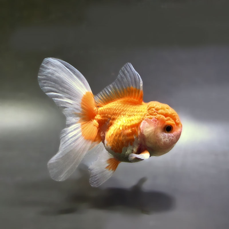 【金魚王子】更紗バルーンオランダ  10±1cm前後 (個体番号：zaq255) 金魚 きんぎょ 生体 オランダ獅子頭 厳選個体